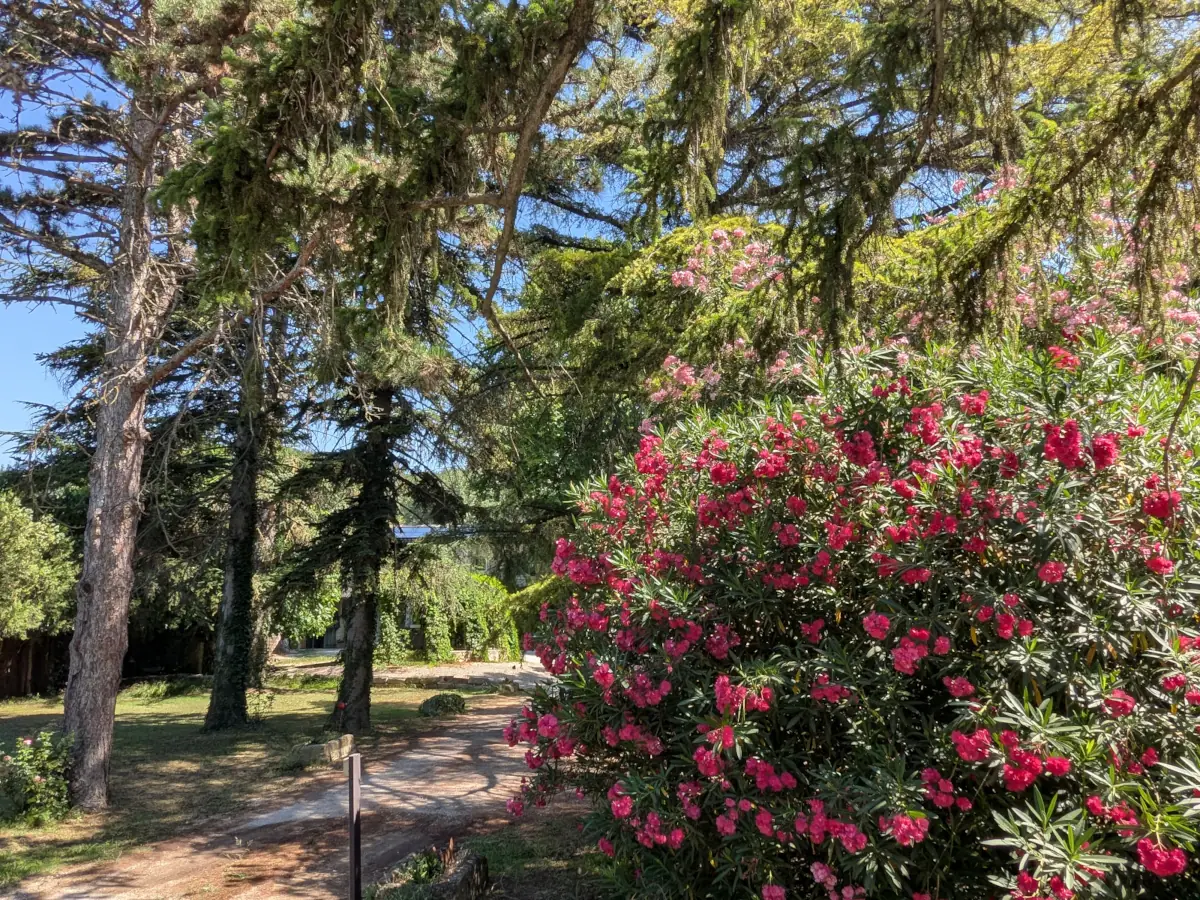 Jardin de la maison d'hôtes le Mas de l'île à Avignon
